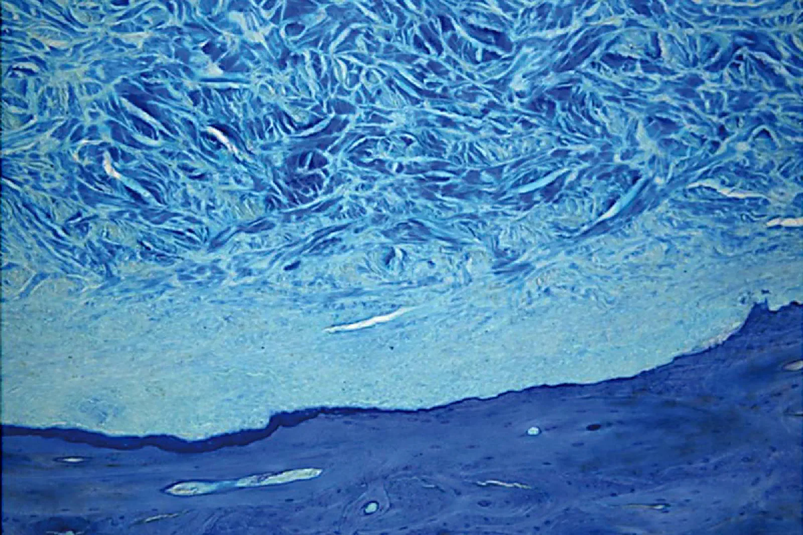 Histology of mucoderm® Histology of mucoderm®