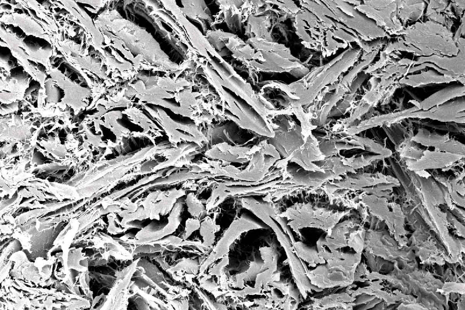 SEM image of mucoderm® SEM image of mucoderm®