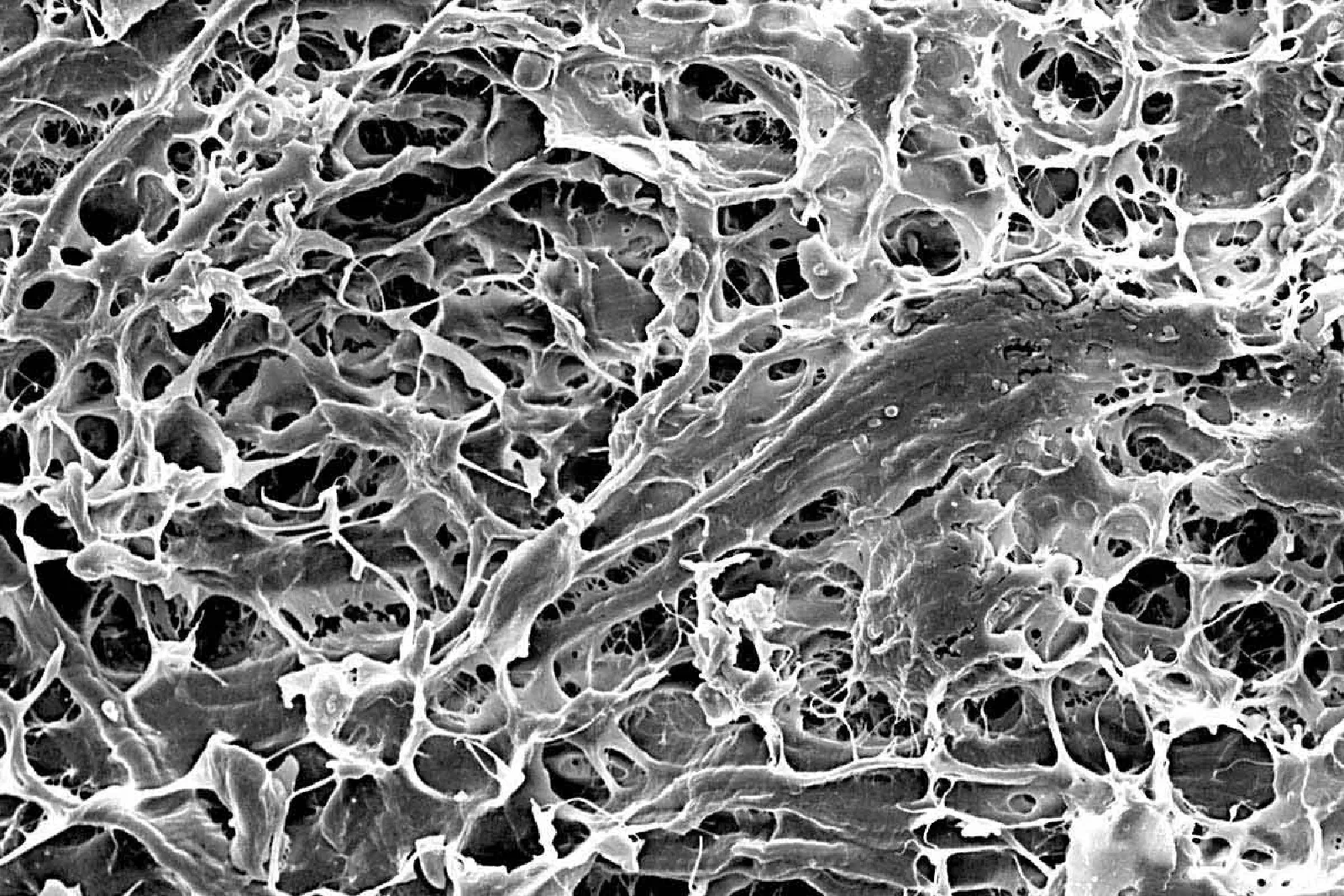 SEM image of mucoderm® SEM image of mucoderm®